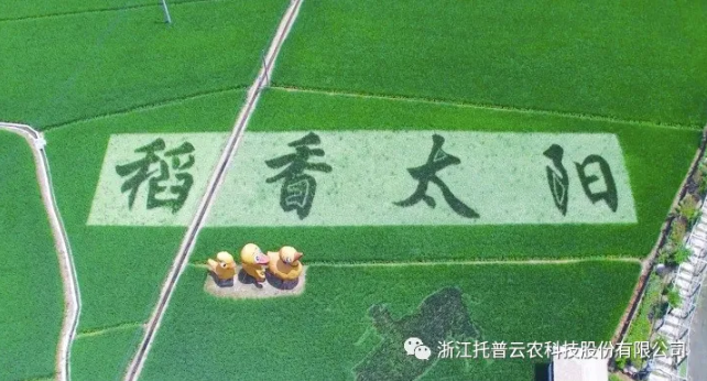 浙江臨安：竹林變稻田，農戶喜開顏