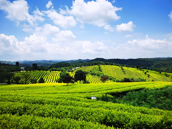 茶園 “美人計(jì)”綠色滅蟲(chóng)害 干凈黔茶托普用心呵護(hù)